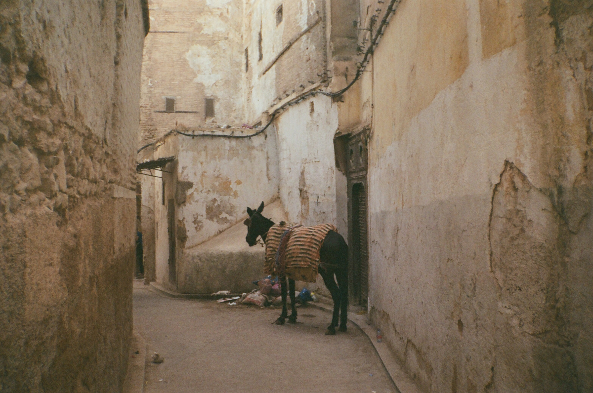mule is shackled at the end of a medina alleyway